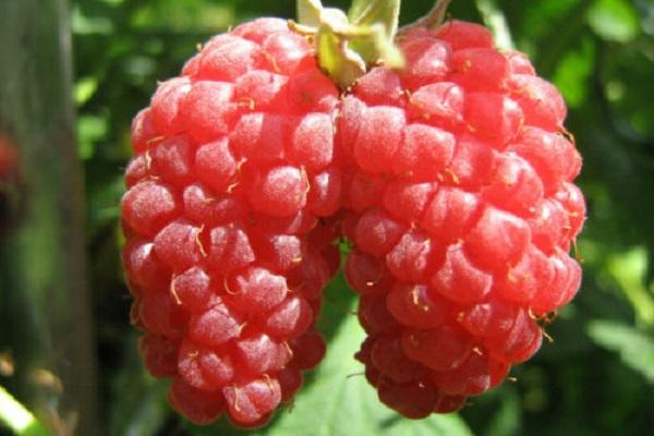 framboise rouge