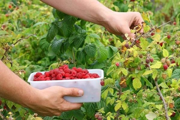 harvesting