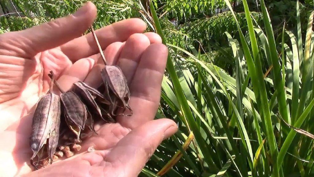 breeding irises