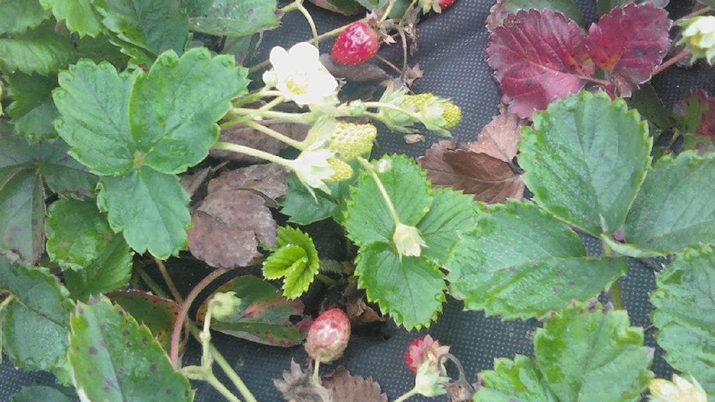 fraises sèches