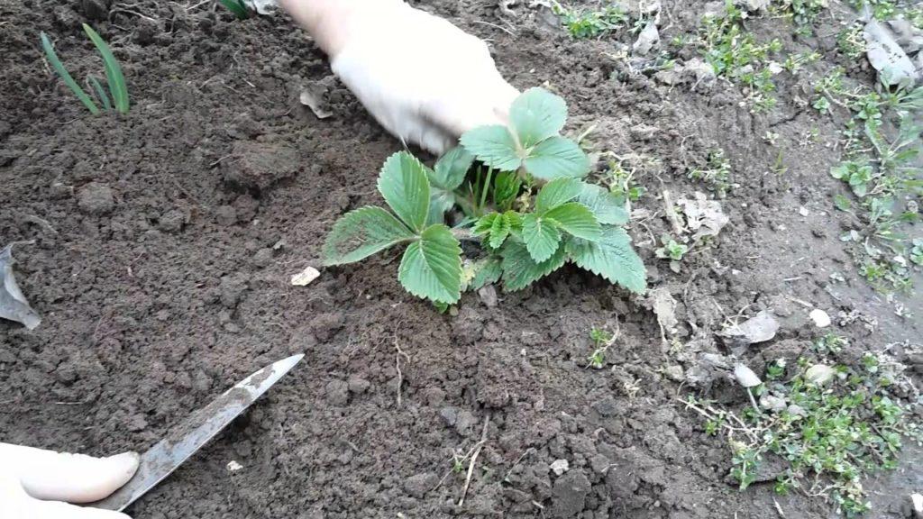 planting strawberries