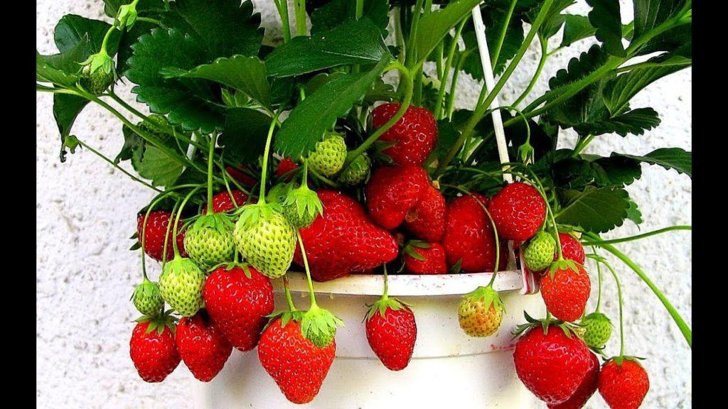 ripe strawberry