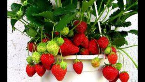 Cultivar y cuidar fresas en casa durante todo el año