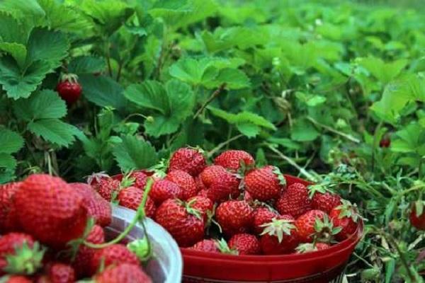 picked strawberries