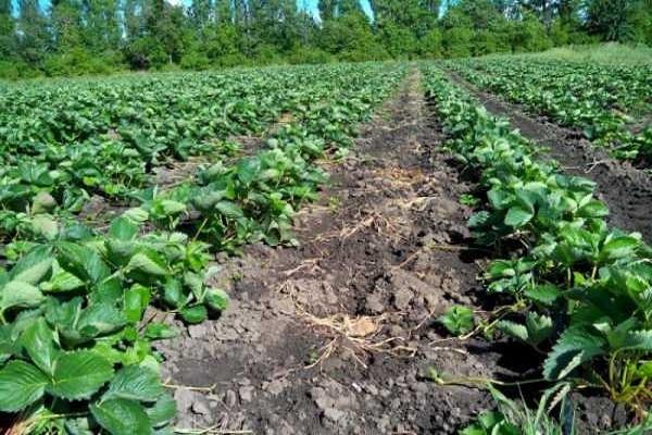 plant beds