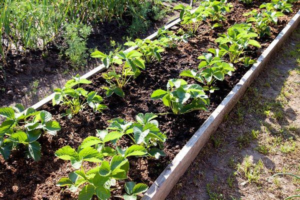 strawberry bed