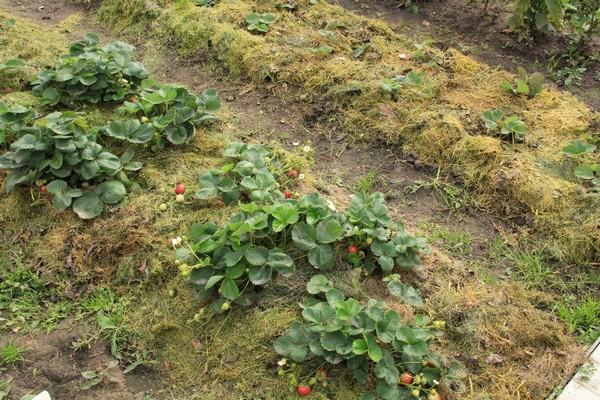 mulching flower beds