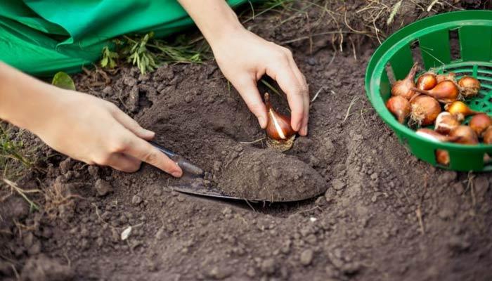 soil for daffodils