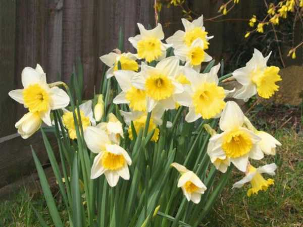 daffodil bush