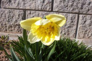 Description and characteristics of daffodil Ice King, growing a flower and application in landscape design