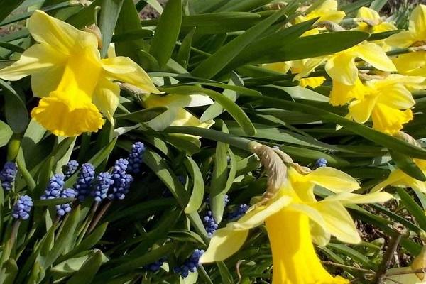 forcing flowers