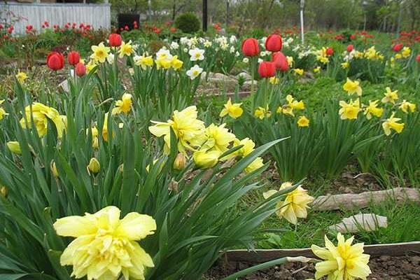 flower bed in the garden