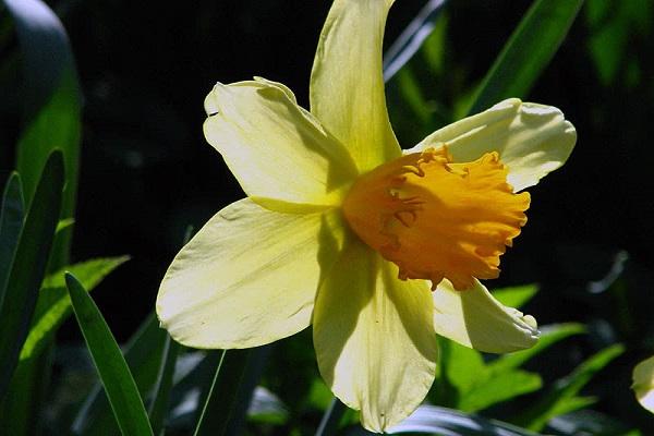 florece en el sol