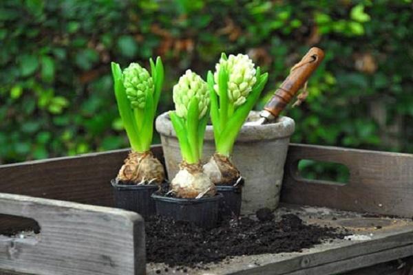 planta en la mesa