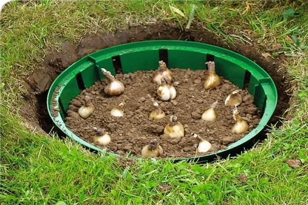 onions in a basin