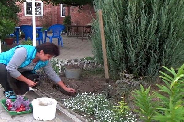 plantation dans un parterre de fleurs