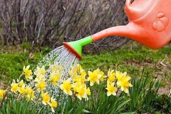 watering flowers