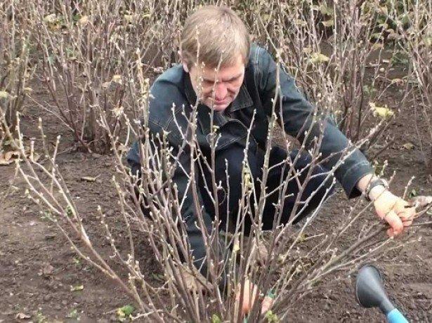 gooseberry pruning