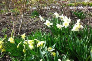 ¿Necesita desenterrar narcisos cada año, tiempo, cuidado y almacenamiento?