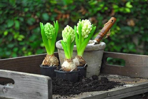 plant seedlings