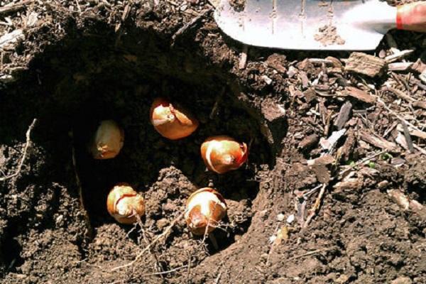 colocación de bombillas