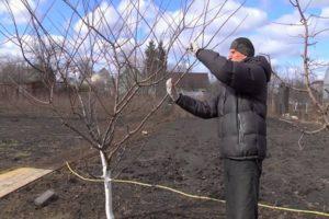 How to properly cut cherry plum in summer, spring and autumn, crown formation diagram