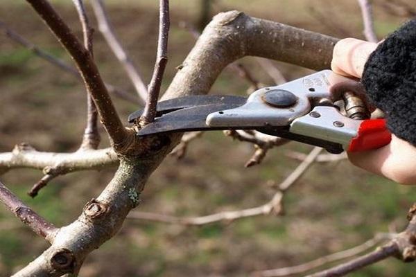 pruner work