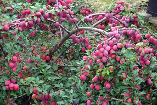 purple berries