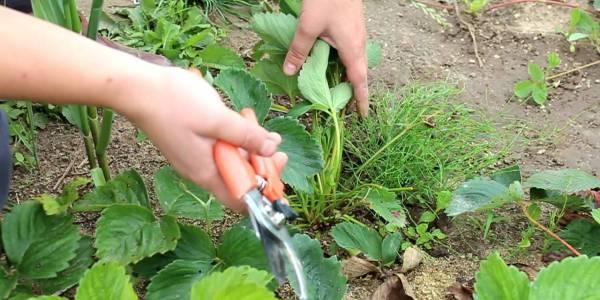 pruning strawberries