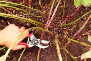 How to properly prune raspberries in summer in July to have a good harvest