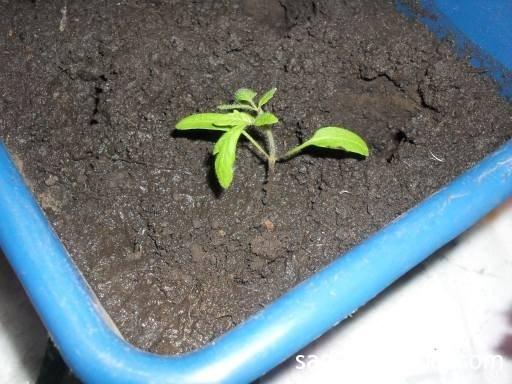 plants de tomates