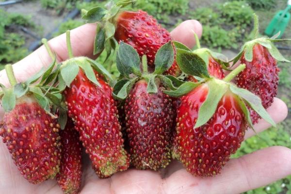 marchand de fraises