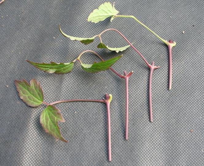 cuttings clematis cuttings