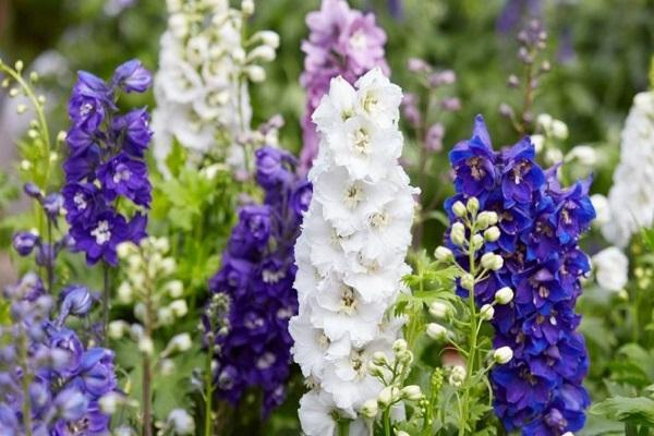 garden flowers