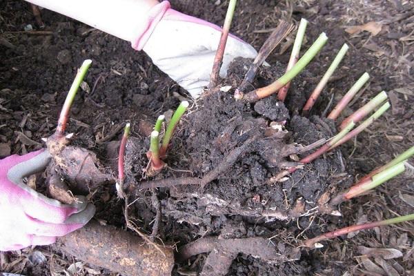 racines de fleurs