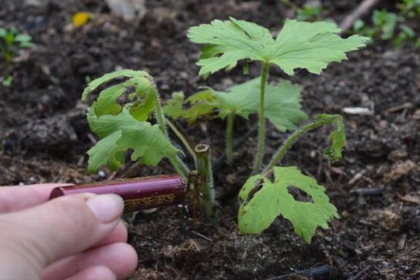 examiner les feuilles