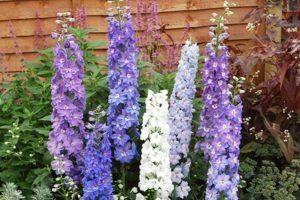 What is the best way to transplant a delphinium to a new place in spring, summer and autumn