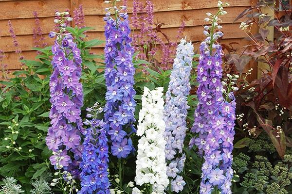 delphinium flower