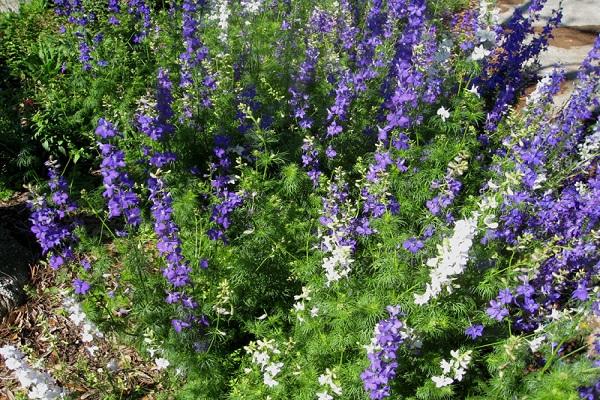 mauvaises herbes dans le parterre de fleurs