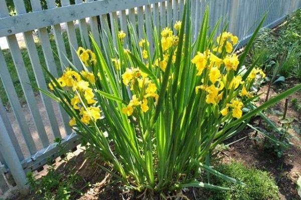 yellow flower