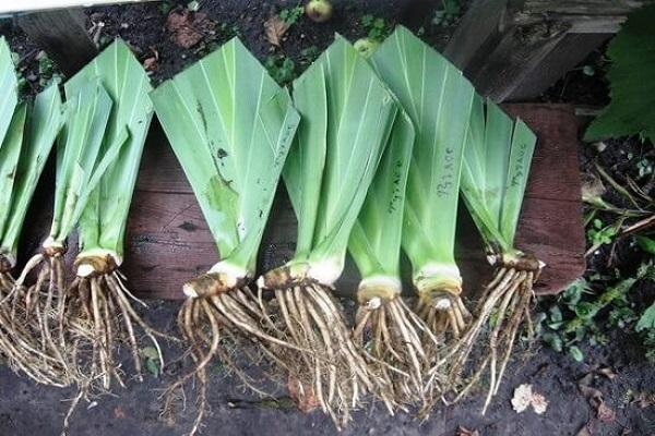 plucked plant