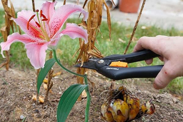 pruning stems