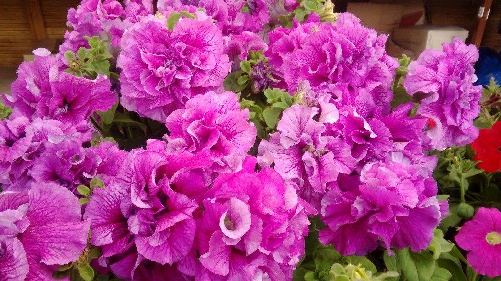 pink petunia