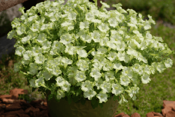 inflorescencia verde