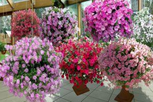 Description and characteristics of petunia varieties, classification of species and colors