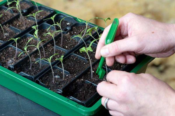 cueillette de tomates