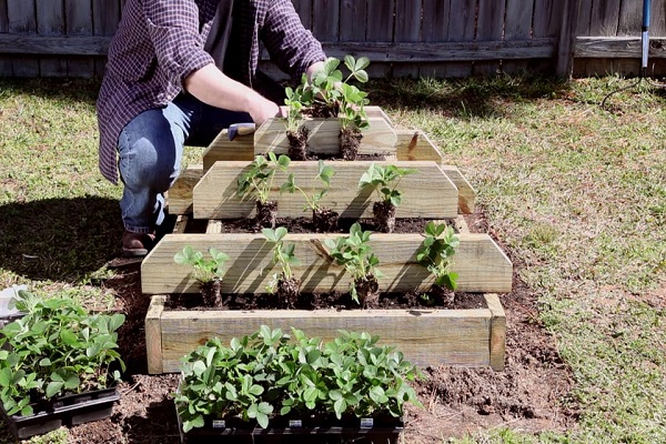 planta de fresas