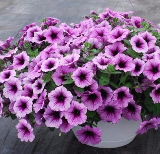 pétunia violet