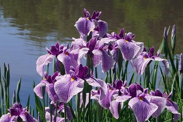 iris en fleurs