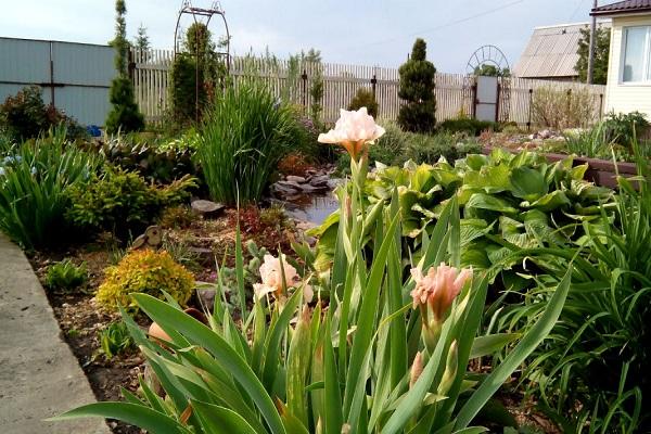 jardin de fleurs